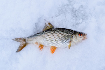 Ice fishing. Catched perch on the ice of lake in the winter. Top view, flat lay