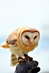 Barbagianni sulla mano del falconiere