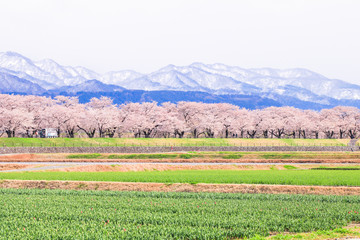 Tulips and cherry blossom trees or sakura  with the  Japanese Alps mountain range in the background , the town of Asahi in Toyama Prefecture  Japan.