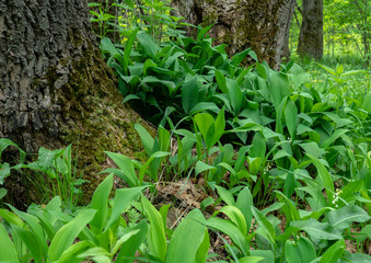 Spring blooming lilies of the valley around the tree