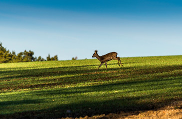 Roe deer in field