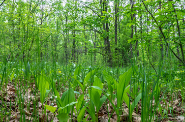 Fototapeta premium Early spring, young grass making its way through the old foliage in the forest