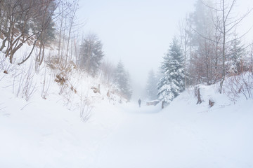 Fototapeta na wymiar Walk in the winter foggy forest.