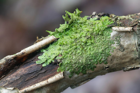 Even Scalewort moss, Radula complanata, a cannabis moss