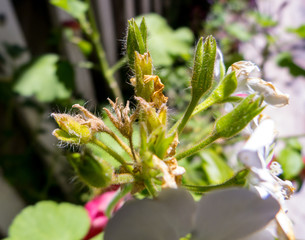 Flowers close to open