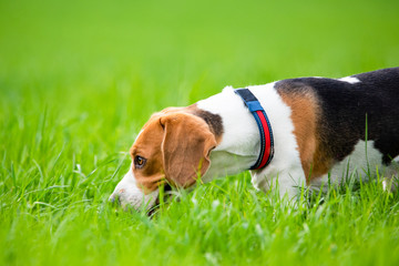 Portrait of Beagle dog outdoors in nature