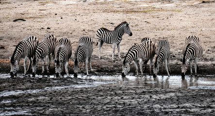 Fototapeta na wymiar zebras on the waterhole in south africa