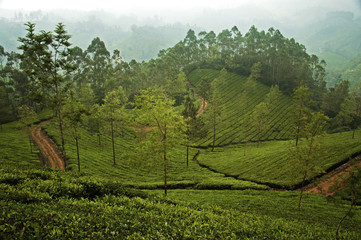 Fototapeta na wymiar Tea Plantation in Munnar, India