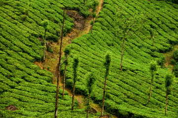Tea Plantation in Munnar, India