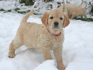 golden retriever puppy in the snow, portrait