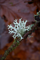 Evernia prunastri, also known as oakmoss, a beautiful lichen used widely in perfume industry as a...
