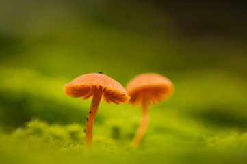kleine Pilze im Moos