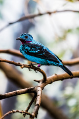 Cotinga de Cayenne, petit passereau bleu