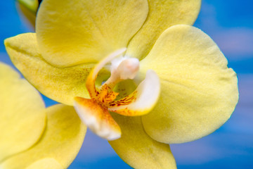 Fototapeta na wymiar A branch of yellow orchids on a blue wooden background