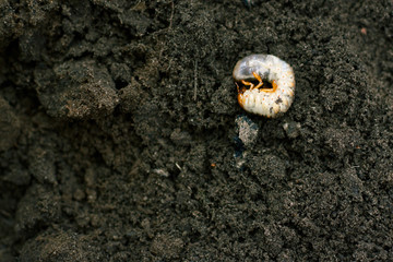 Larva. Vile disgusting maggot. Image of grub worms. Beetle larvae. Nasty insect. Pest root....