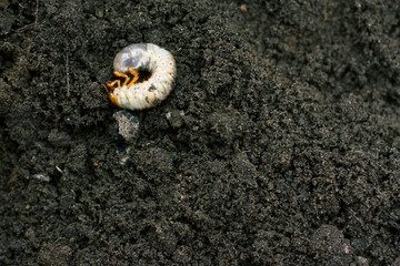 Larva. Vile disgusting maggot. Image of grub worms. Beetle larvae. Nasty insect. Pest root....