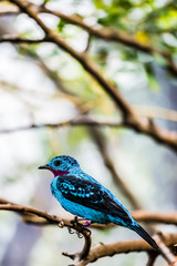 Cotinga de Cayenne, petit passereau bleu