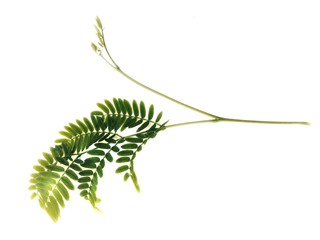 Acacia branch over white background