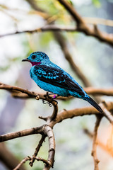 Cotinga de Cayenne, petit passereau bleu