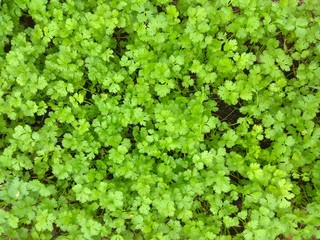 Acacia branch over white background
