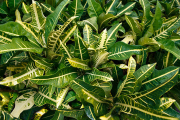 Yellow-green leaves of tropical plants. Texture Background.
