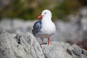 Seagulls in New Zealand