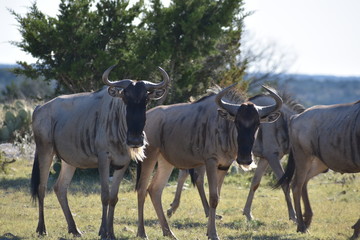 Naklejka na ściany i meble Small Wildebeest Herd Close up