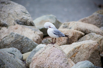 Seagulls in New Zealand