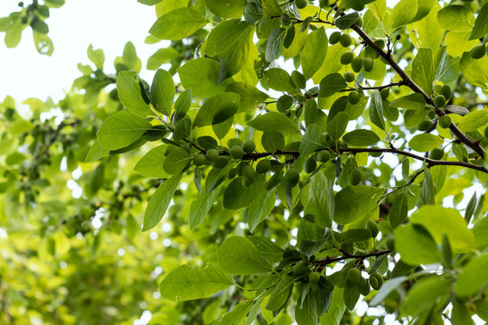 Unripe green plums on branch. Place for text.