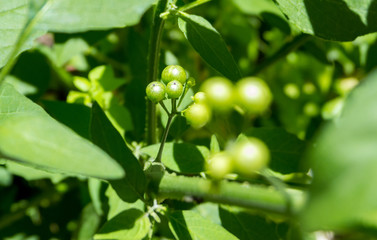 Circular seeds in focus