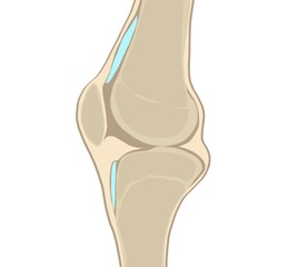 Knee joint 