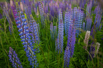 Lupins in New Zealand