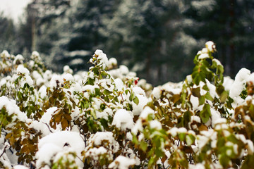 wild rose bushes covered with snow in a forest in early winter