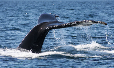 Humpback Whale tail splashing in the ocean