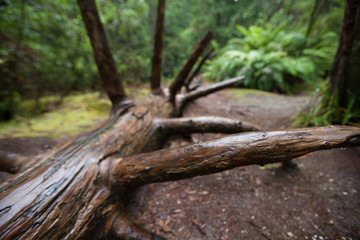 Whakarewarewa Redwood Forest