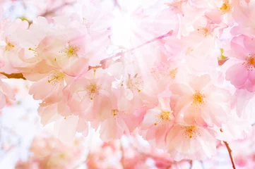 Papier Peint photo Fleur de cerisier zarte japanische kirschbaumblüten