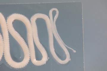The study of Tapeworm infection is caused by ingesting food or water contaminated with tapeworm...