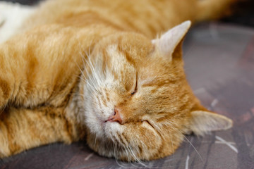 Male yellow tabby cat sleeps on the armchair