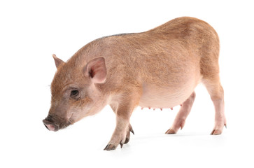 Cute little pig on white background