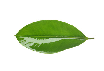 Green tropical leaf on white background