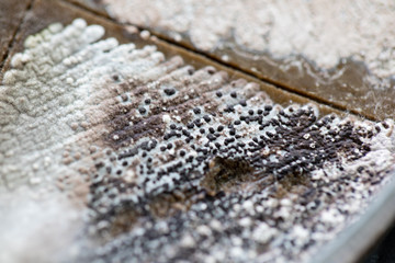 Colony characteristic of Actinomyces, Bacteria, yeast and Mold on selective media from soil samples for study in laboratory microbiology.