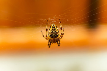Close up of a spider in the middle of his web.