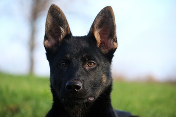 head portrait from a beautiful small german shepherd puppy in the garden