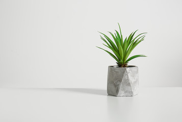 Green plant in pot on light background