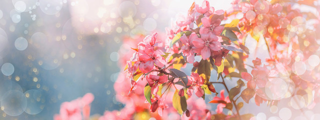 Spring blossoms apple tree in sunny day