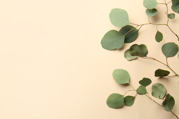 Green eucalyptus branches on color background