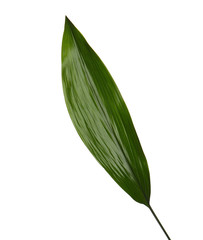 Green tropical leaf on color background