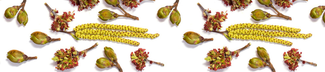 panorama pattern bloom buds of birch and maple