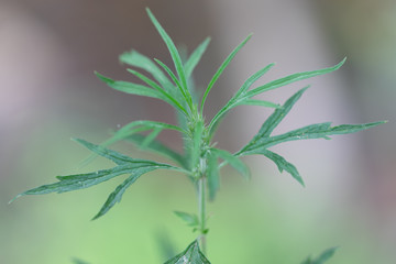 Background of Cannabis (Drugs), Analysis of Cannabis in laboratory.