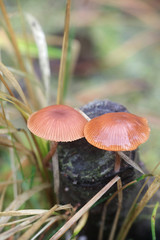 Tubaria furfuracea, commonly known as the scurfy twiglet